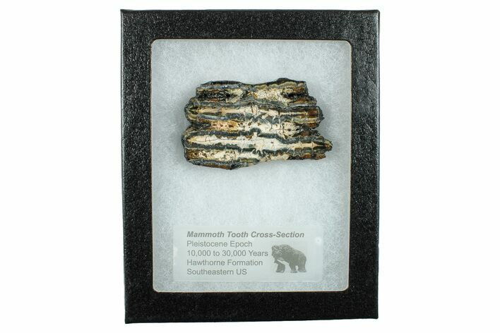 Mammoth Molar Slice with Case - South Carolina #266457